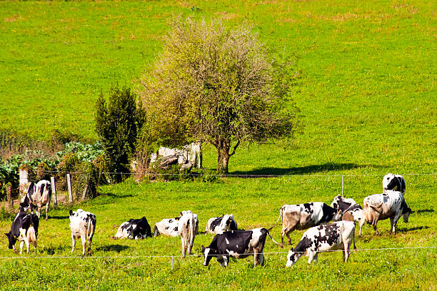 Group of Holstein breed cows grazing on sunny green meadow, high angle view. Pontevedra province, Galicia, Spain.