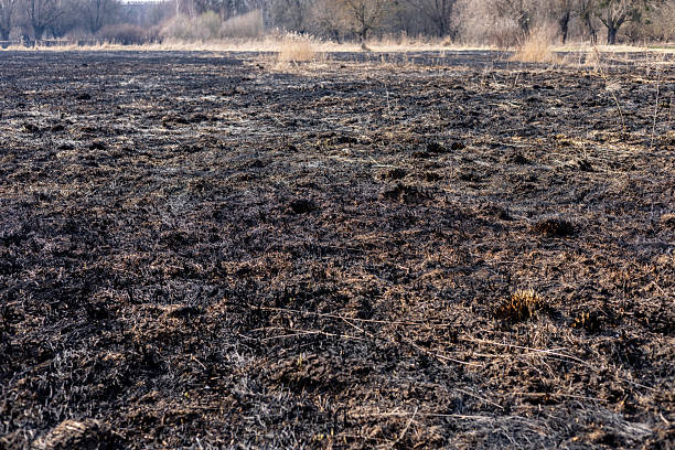 istock Fields are left burnt and barren after a significant fire event, showcasing the damage to nature and the bleak landscape 2213192703