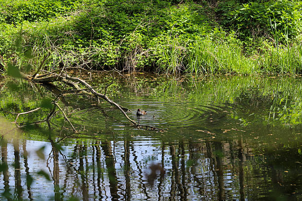 istock Wild Ducks Swimming in Peaceful Pond 2213196870