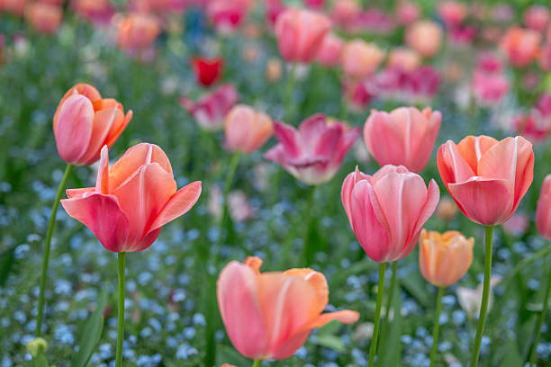 istock Beautiful tulips in a nice garden during spring 2213197599