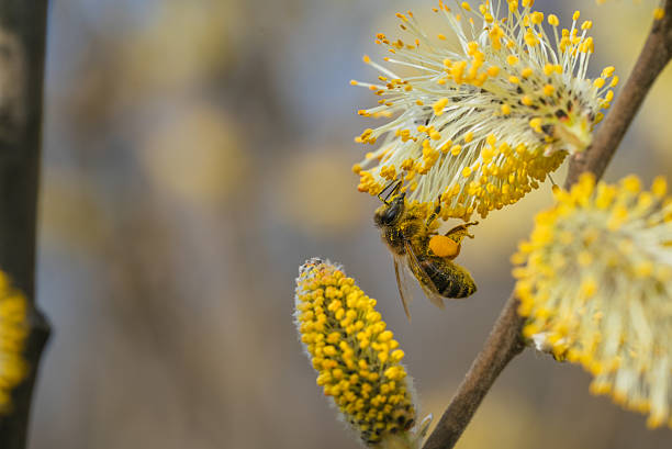 Honey bee diligently collecting pollen and nectar from vibrant goat willow flowers, playing a vital role in pollination and supporting ecosystem balance during the lively spring season
