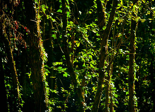 Backlit springtime forest in early morning.
