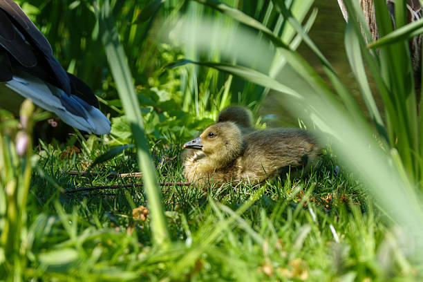 Gosling Resting in Tall Grass Next to Parent Bird