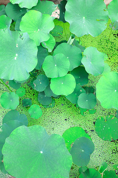 Lotus leaves in the pond