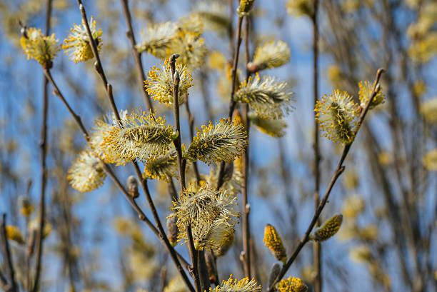 istock Fuzzy yellow willow catkins emerging against bright blue sky, symbolizing spring awakening and natural revival 2213200463
