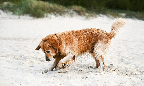 Adorable Golden Retriever Playing And Digging Sand On A Sandy Beach