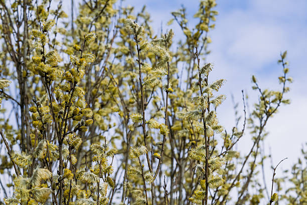 istock Soft yellow pussy willow blossoms emerging against bright blue sky, marking seasonal transition and natural awakening 2213201521