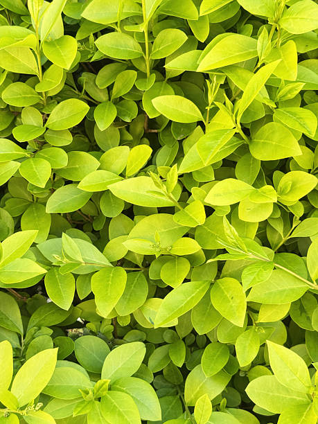Lush Green Leaves Background Delicate green leaves arranged in a rhythmic natural pattern creating a soothing zen texture ideal for backgrounds and visual calm themes