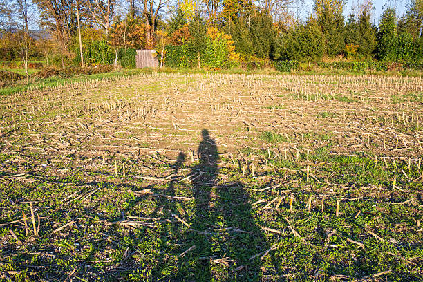 A shadow of a person with a bicycle on a harvested cornfield during autumn.