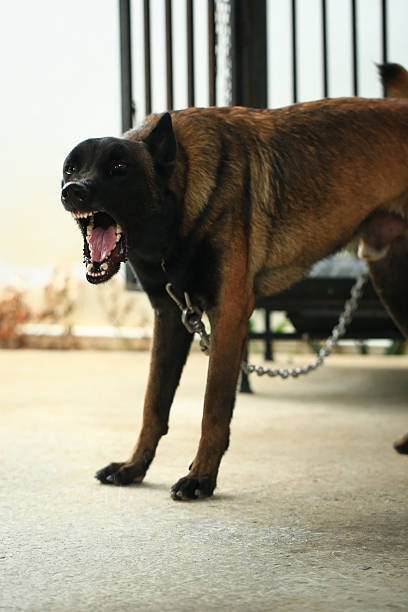 istock Aggressive dog, Belgian Malinois 2213203000