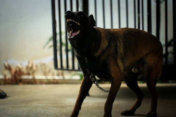 Aggressive dog, Belgian Malinois