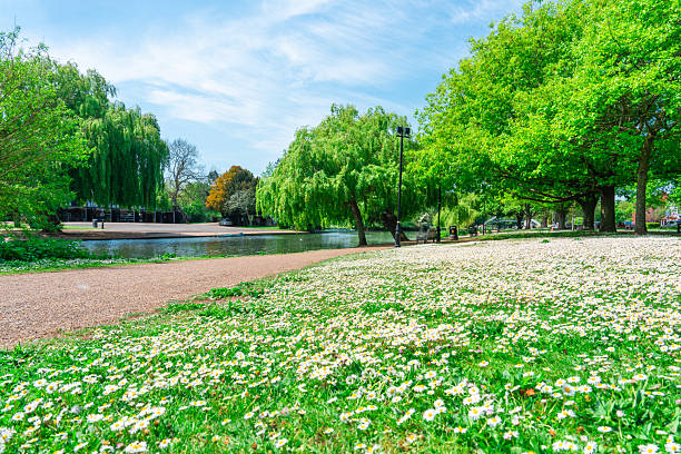 Beautiful daisies covering the grass in a park in bedford, england, during a sunny summer day