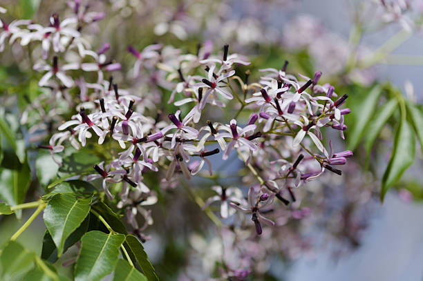 Melia azedarach, chinaberry tree