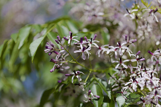 istock Melia azedarach, chinaberry tree 2213207035