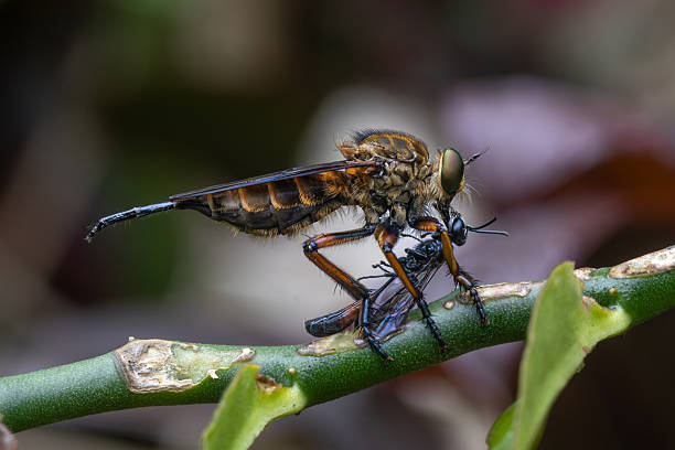 Robberfly close up