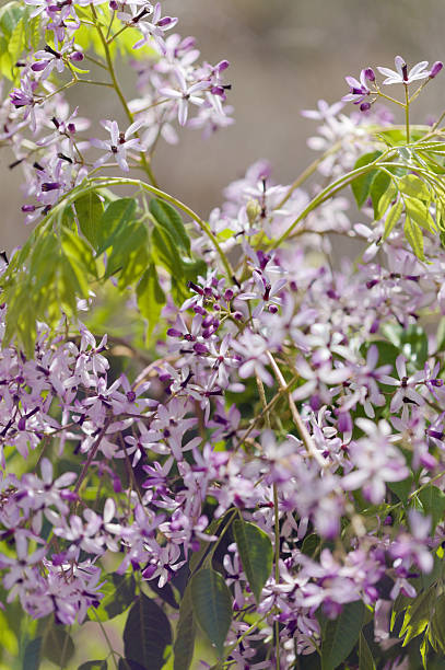 istock Melia azedarach, chinaberry tree 2213207225