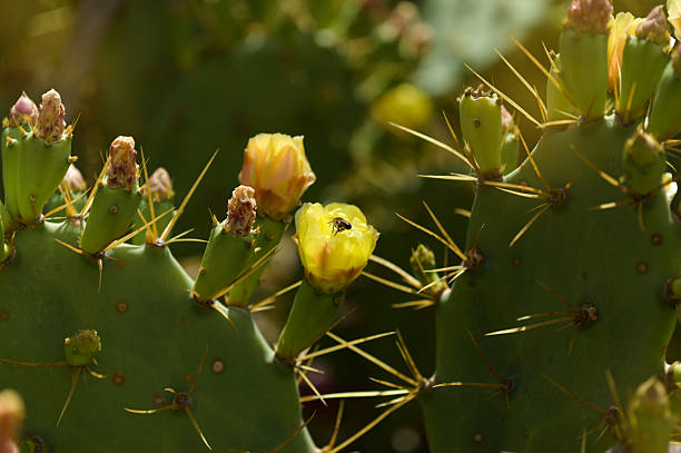 Flora de Gran Canaria - Opuntia dillenii plant, introduced and invasive in Canary Islands