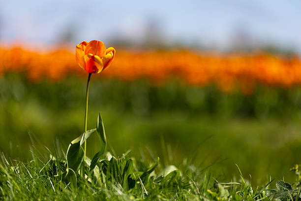 A solitary orange tulip stands tall and vibrant in a lush green field, set against the blurred backdrop of a blooming tulip field in the Netherlands. The photo captures the beauty of individuality in nature during the spring season, with rich colors and a shallow depth of field for artistic emphasis.