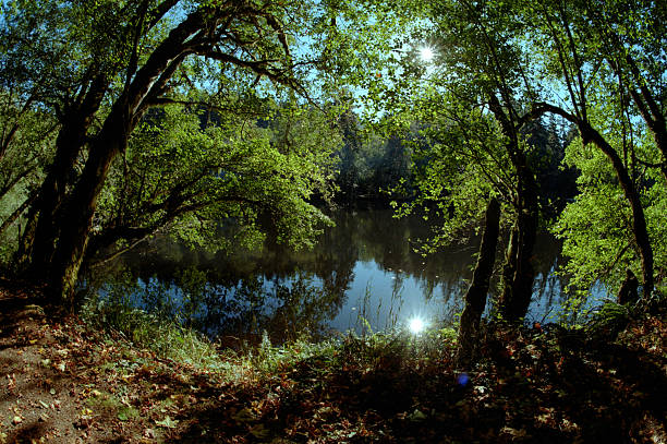 Lake scene with sun filtering through the trees