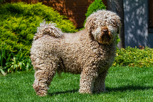 Spanish water dog (purebred) closeup