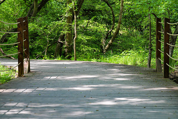 istock Wooden Pathway Through Green Park 2213209422