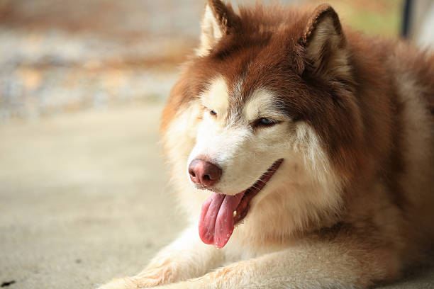 Smart male Alaskan Malamute dog breed