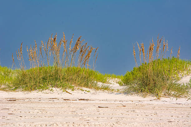 Dauphin Island - West Beach Dunes