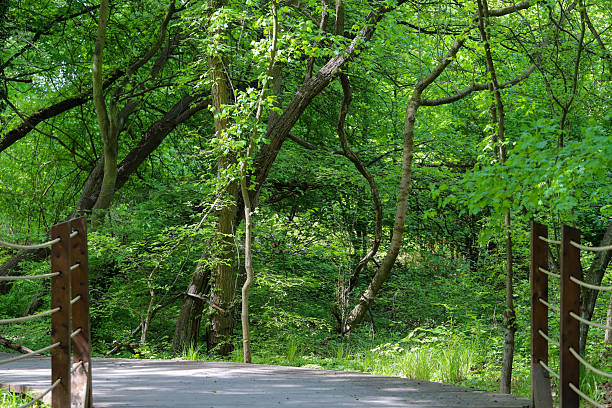 istock Wooden Pathway Through Green Park 2213210776