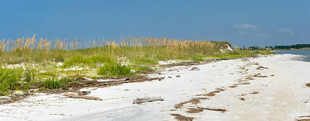 istock Dauphin Island - Pelican Peninsula Dune Growth Panorama 2213210784