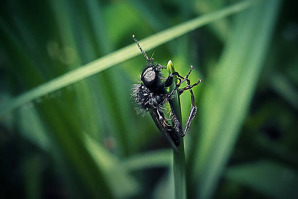 Bibio marci Male Hawthorn Fly Insect. Digitally Enhanced Photograph.