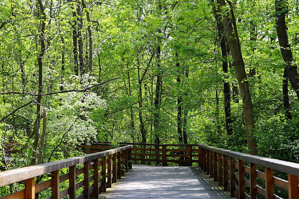 Beautiful photograph of a wooden pathway winding through a vibrant green park. The natural wooden planks contrast beautifully with the lush surrounding foliage, creating an inviting walkway into nature. Perfect for eco friendly designs, travel websites, outdoor activity promotions, or as a tranquil background image. The high resolution capture showcases excellent detail in both the textured wood and vibrant greenery