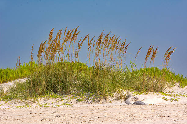 istock Dauphin Island - West Beach Sea Oats 2213210939