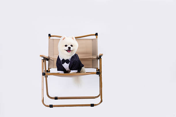 The pet dog happily sits on an outdoor chair and takes a photo.
