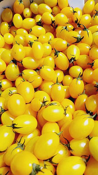 Yellow tomatoes stock photo