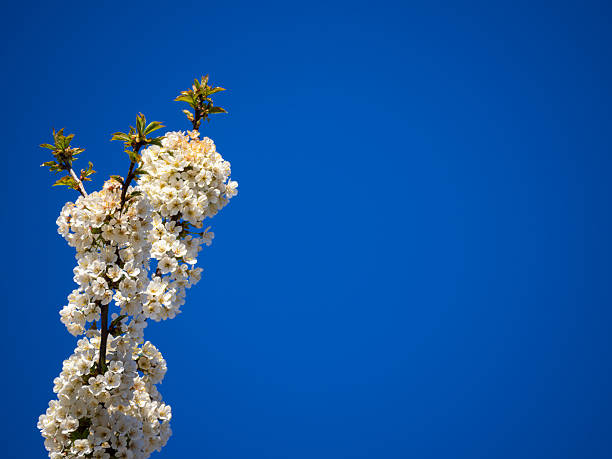 A branch of white blossoms against a clear blue sky, symbolizing spring.