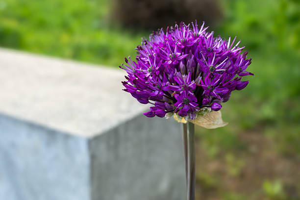 Purple allium flowers in park.