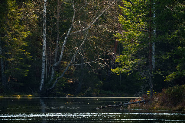 istock Forest lake bay 2213226296
