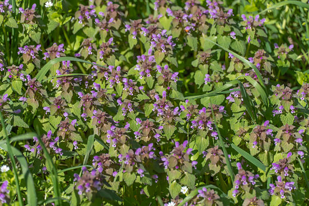 Texture flowering purple lamium in blossom meadow. Deadnettle species of annual or biennial herbaceous plants of family lamiaceae. Wildflower of lamium purpureum growth in spring. Herbal medicine.