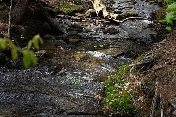 istock Hiking in the woods 2213228976