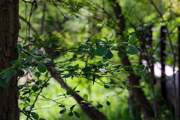 istock Floral Background of Leafy Branches 2213230466