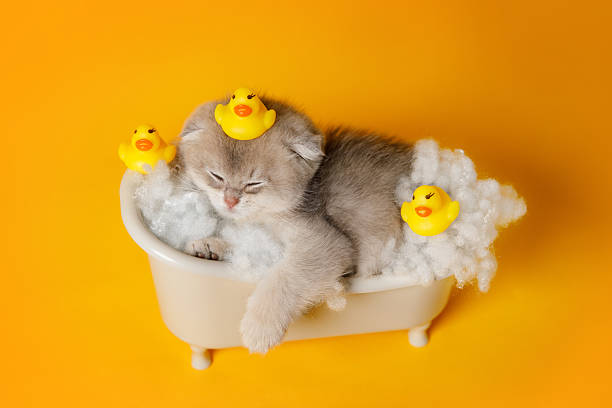 istock Sleepy Kitten in Toy Bathtub with Rubber Ducks 2213231639