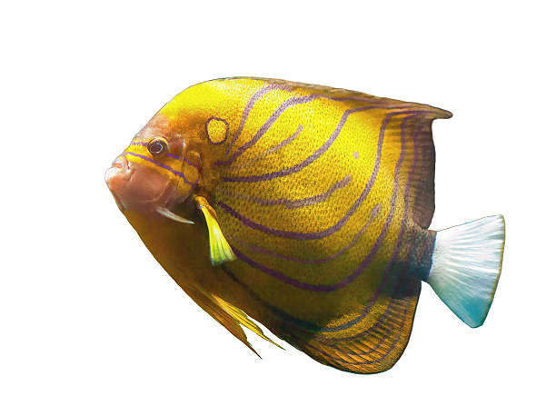 istock Bluering angelfish fish (Pomacanthus annularis) isolated on white background, side view 2213231764