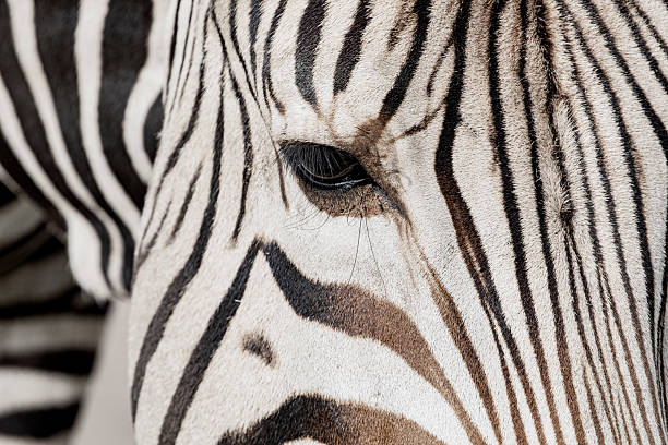 istock Plains zebra Equus quagga, formerly Equus burchellii 2213233887