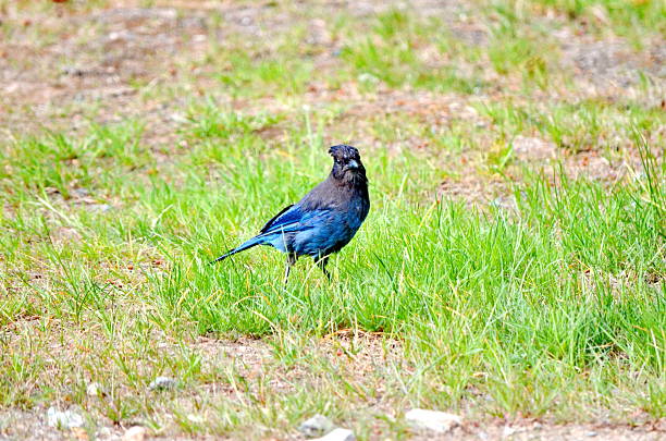 Stellers jay in Strathcona Provincial Park on Vancouver Island in British Columbia, Canada,