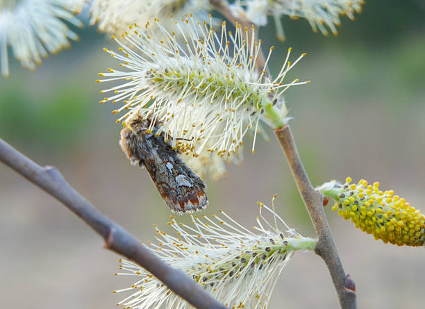 Pussy willow flowers on a branch, blooming pussy willow in a spring forest. Symbol of Palm Sunday. Bright yellow flowers on a light blurred background.