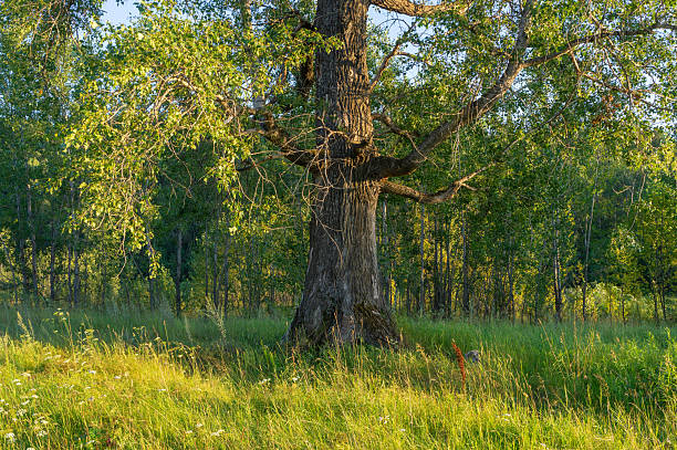 Beautiful powerful deciduous tree with bright foliage in the meadow illuminated by evening light. Outdoor travel. Ecology, renewable resources.
