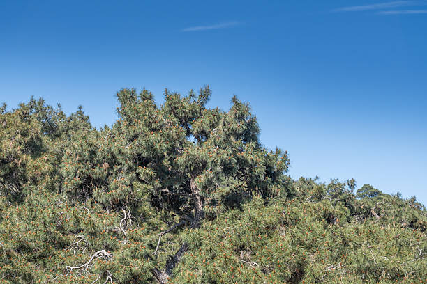 istock pine trees in the forest. blue sky. 2213235892
