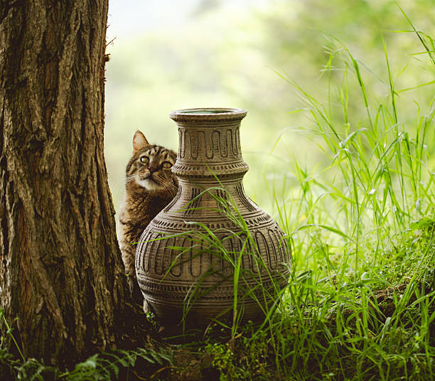 Cute young tabby cat playing in a garden
