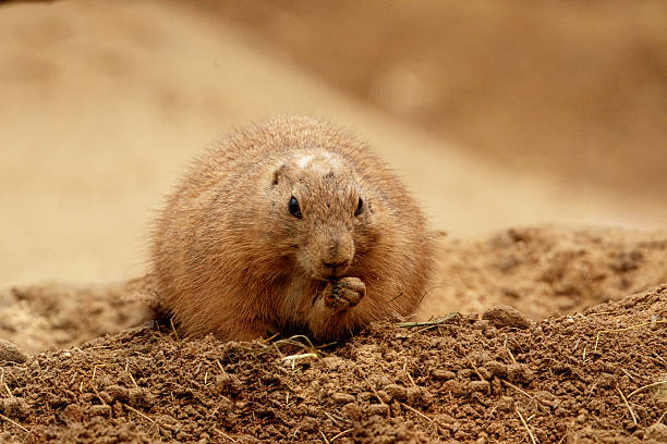 Cute chubby prairie dog fattening up for the long hibernation underground in North Dakota. Prairie dog observing surroundings in Theodore Roosevelt national park.