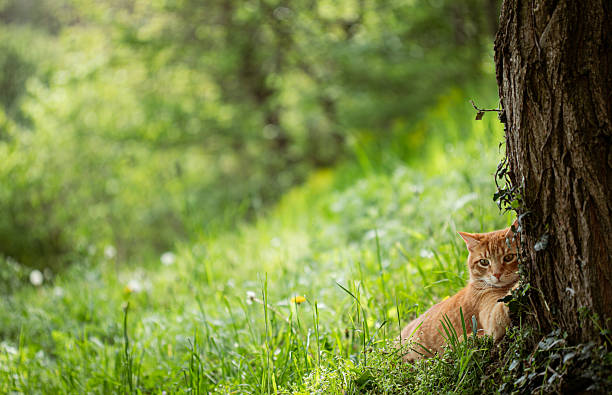 istock Cute young tabby cat playing in a garden 2213237324
